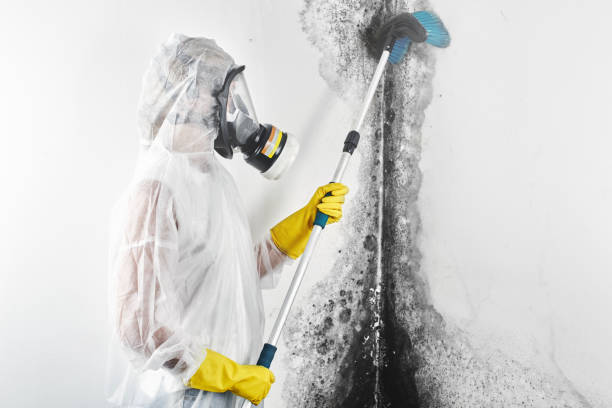 Best HVAC Mold Inspection and Cleaning  in Ellisville, MS
