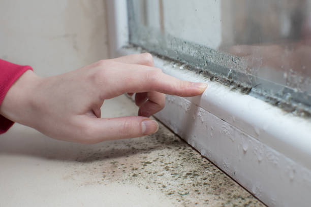 Best Mold Prevention Services  in Ellisville, MS